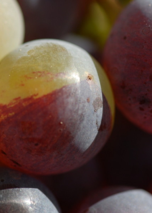 Farbmutation roter zu weissem Riesling ANT 1151